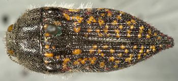Media type: image;   Entomology 24414 Aspect: habitus dorsal view